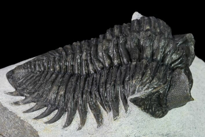 Coltraneia Trilobite Fossil - Huge Faceted Eyes #165853